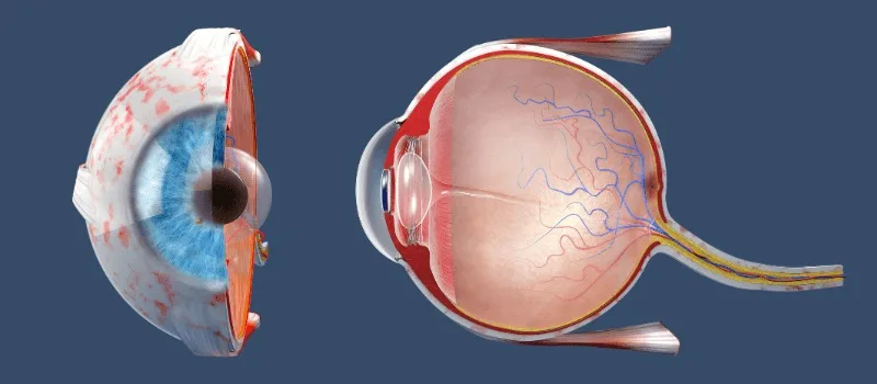 Eye Care in Jalandhar 9 Cornea Specialist in Jalandhar