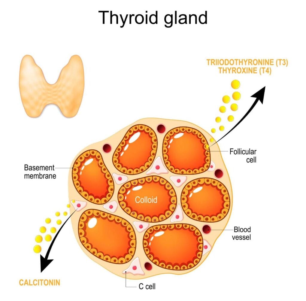 Head and Neck Surgery in Jalandhar – Thyroid and Salivary Gland Treatment